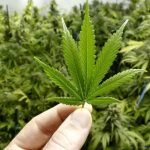 cannabis and weight loss