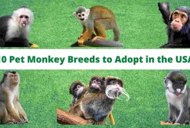 Pet Monkey Breeds