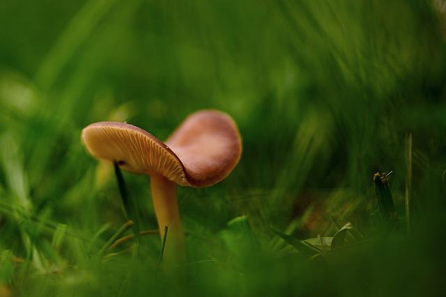 Microdose mushroom in woods