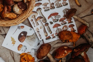 Book of magic mushrooms and real shroooms