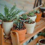 Indoor Plants: The Memory Drive
