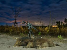 Hunting wild boars