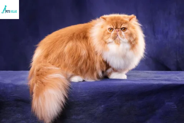 Orange Fluffy Cat Breeds