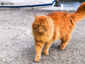 Orange Fluffy Cat Breeds