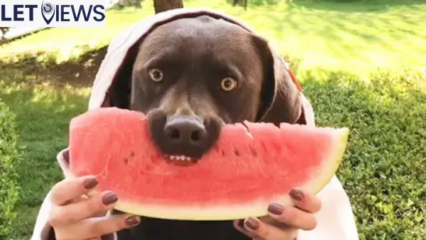 Can Dogs Eat Watermelon Skin