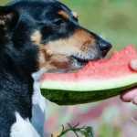 Can Dogs Eat Watermelon Skin